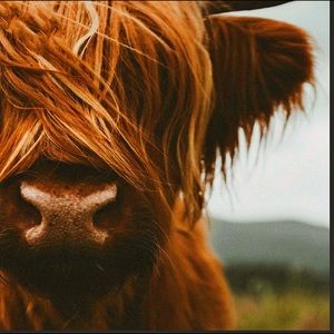 Shaggy highland cow - orange/rust color 8.5x11 inches